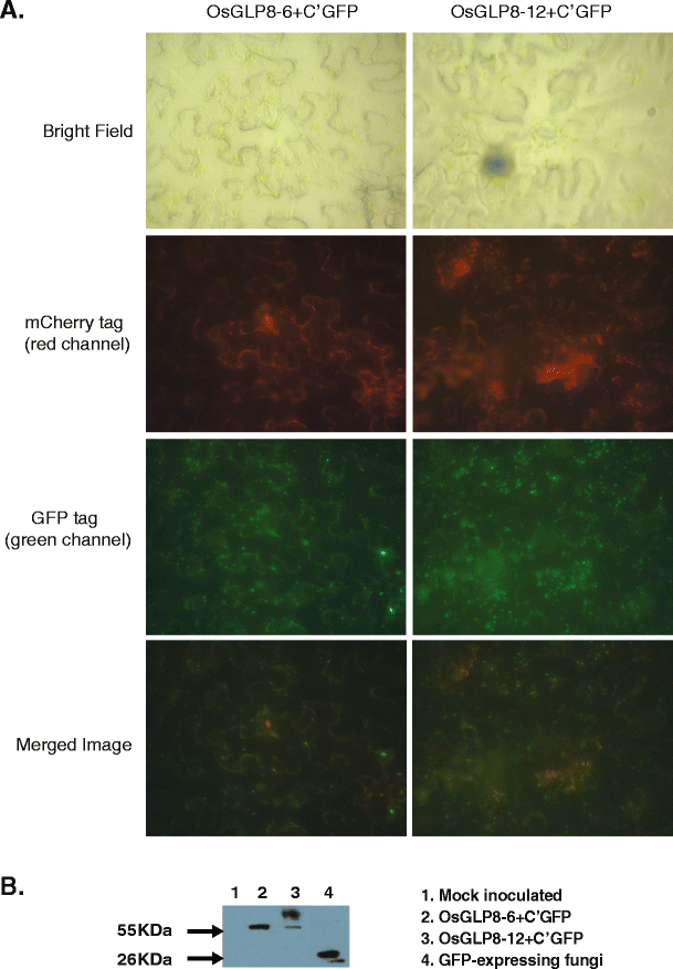 Fig. 6