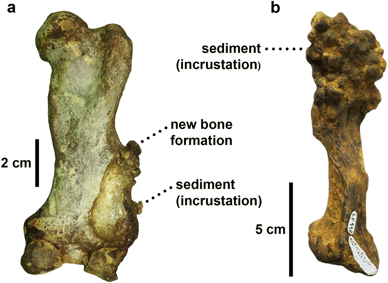 Figure 2 Differentiating Taphonomic And Paleopathological Features In Vertebrate Paleontology A Study Case With Quaternary Mammals Springerlink