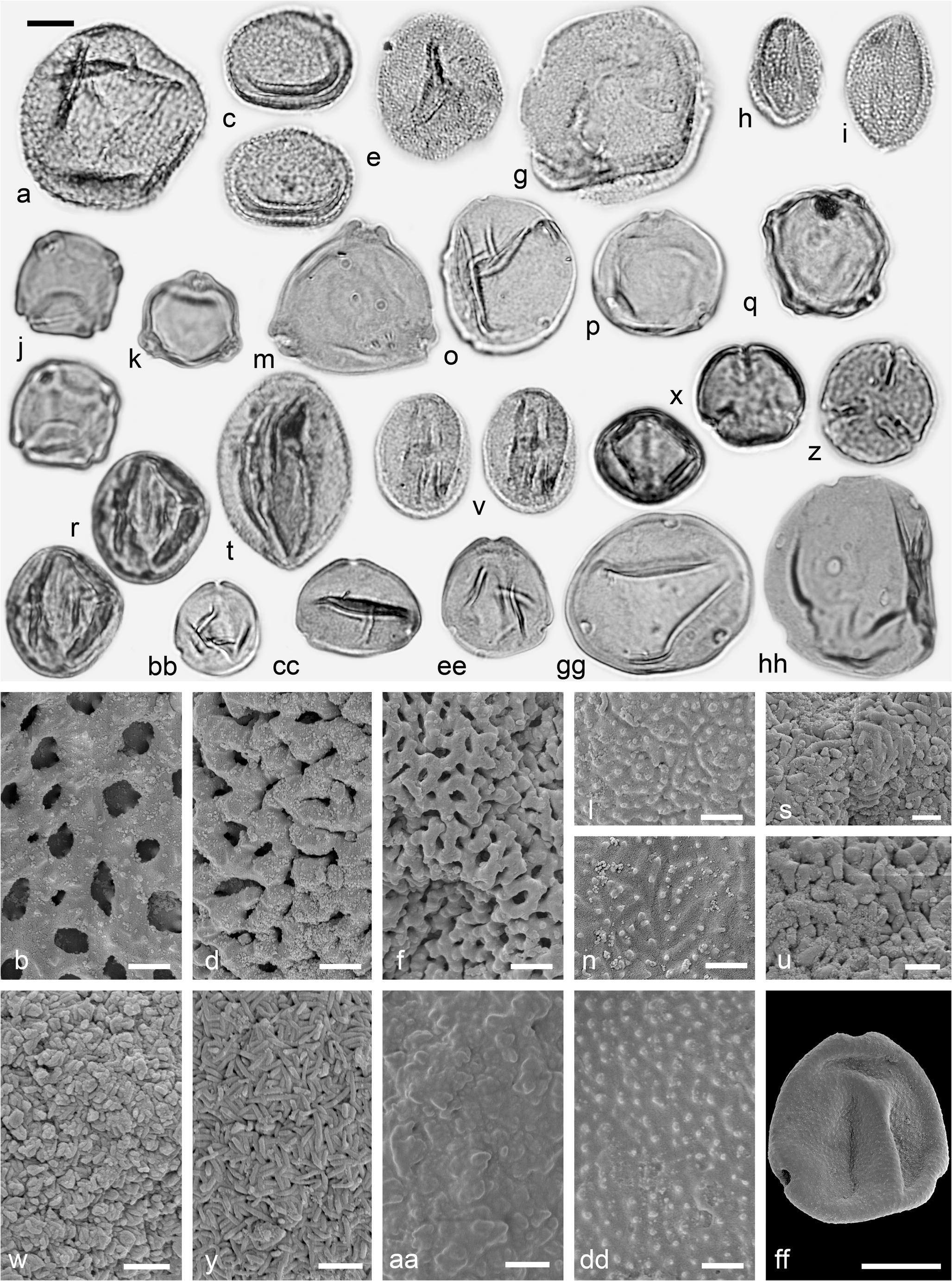 Figure 7 The Middle Miocene Palynofloras Of The Salihpasalar Lignite Mine Yatagan Basin Southwest Anatolia Environmental Characterisation And Comparison With Palynofloras From Adjacent Basins Springerlink