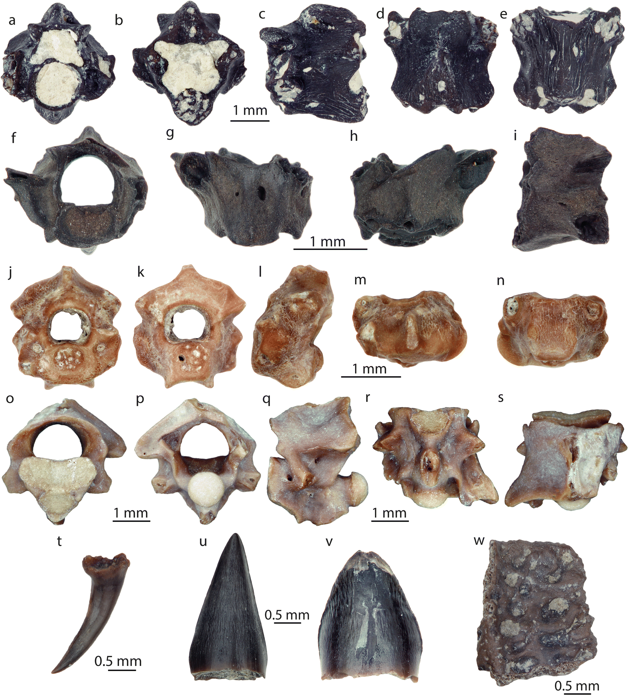 Figure 9 Fish Amphibian And Reptilian Faunas From Latest Oligocene To Middle Miocene Localities From Central Turkey Springerlink