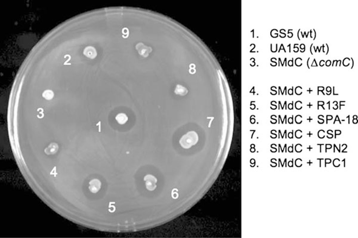 Figure 5