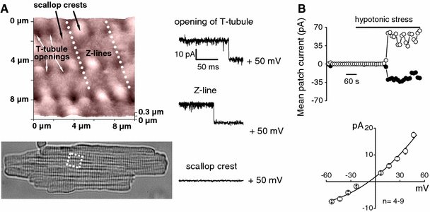 Fig. 2