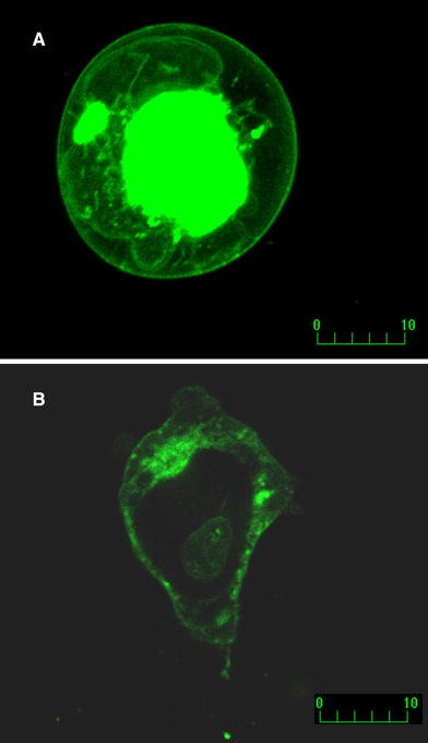 Fig. 1