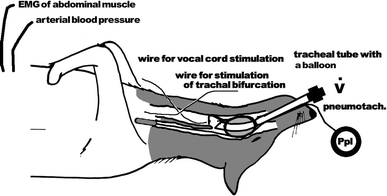 Fig. 1