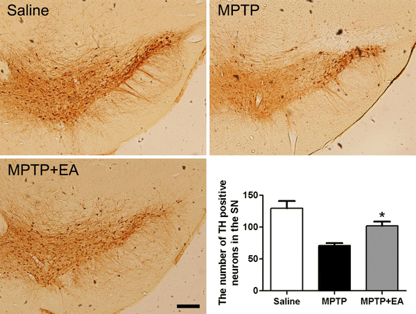 Fig. 1