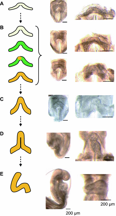 Fig. 5