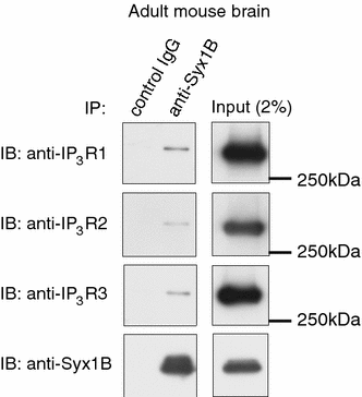 Fig. 5