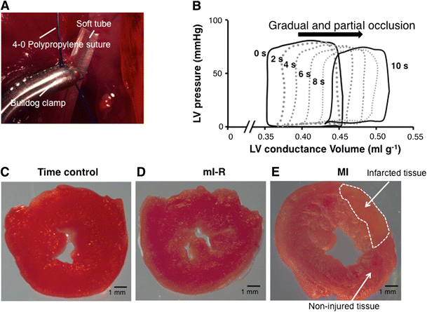 Fig. 1