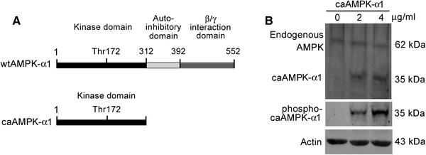 Fig. 4