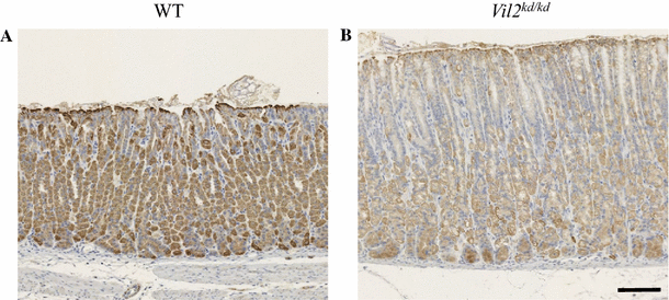 Fig. 8