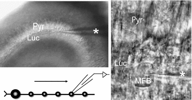 Fig. 3