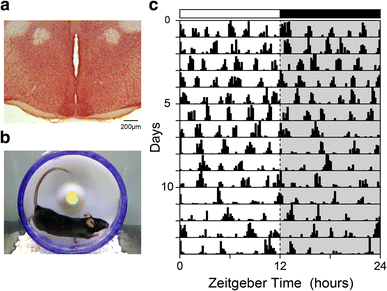 Fig. 3