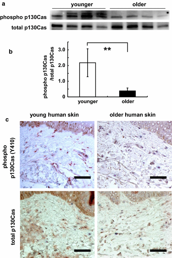 Fig. 6