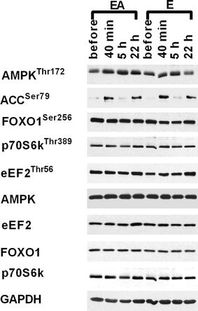 Fig. 5