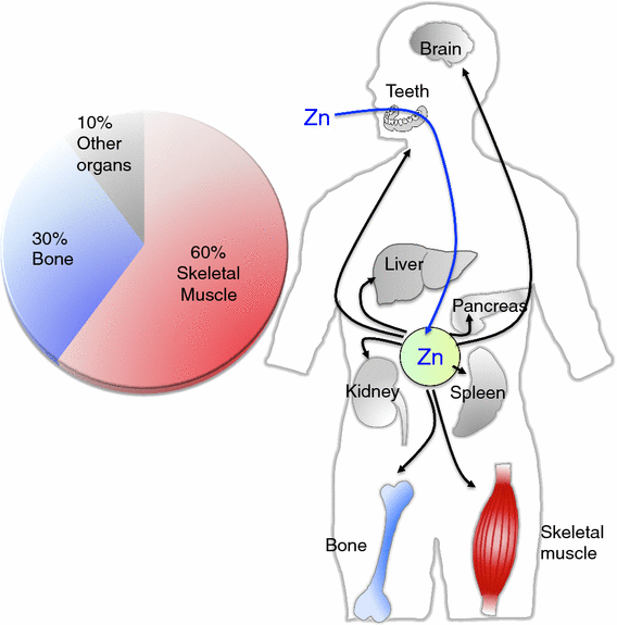 Physiological roles of zinc transporters: molecular and genetic importance  in zinc homeostasis | The Journal of Physiological Sciences | Full Text