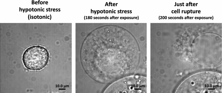 Fig. 1