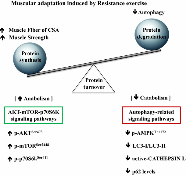 Fig. 6