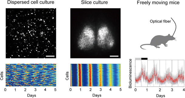 Fig. 1