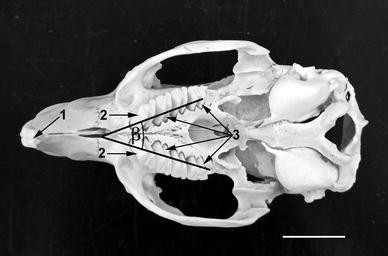 Fig. 5