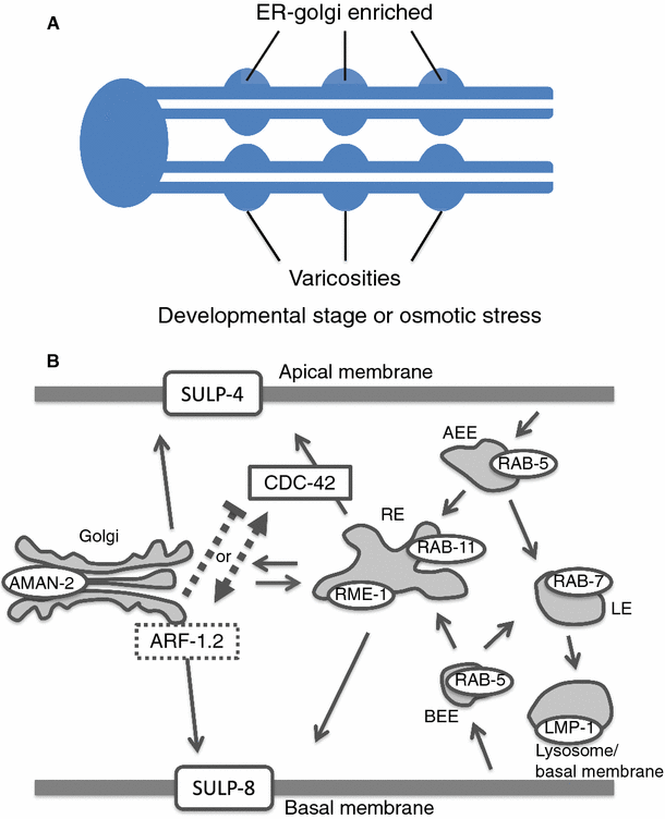 Fig. 6