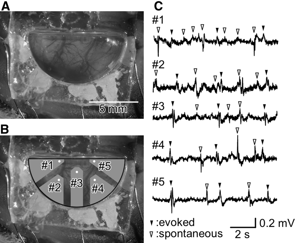 Fig. 2