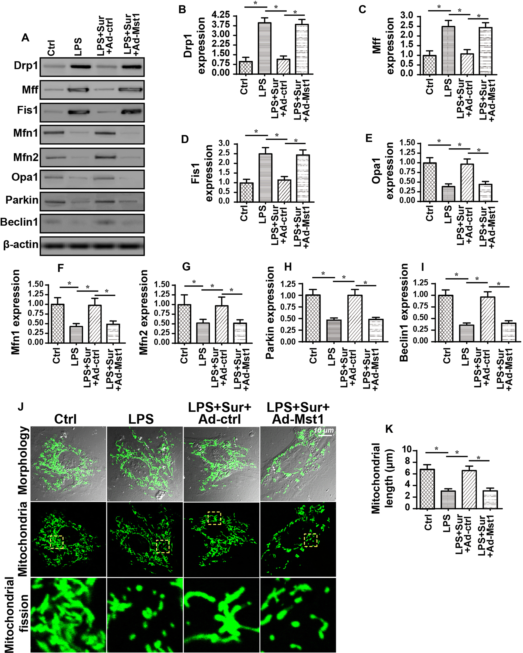 Fig. 3