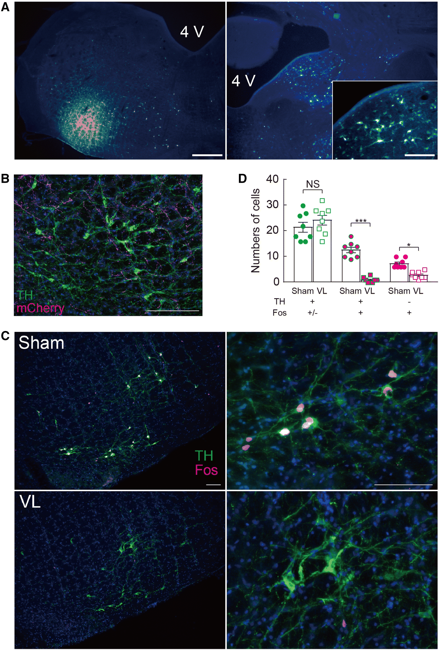 Fig. 7