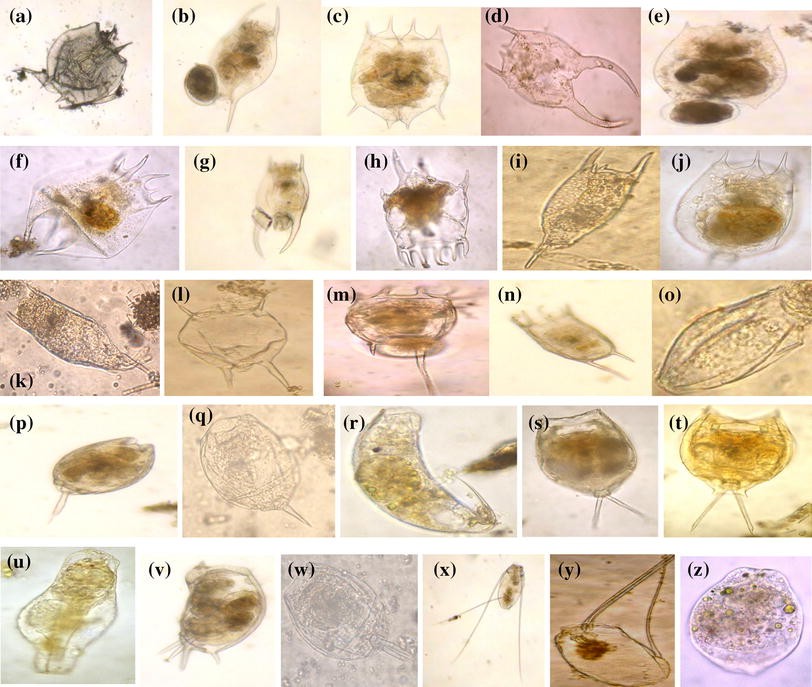 Structure 1 Diversity Of Rotifers In Shallow Lake Of Sultanpur National Park Gurgaon Haryana Springerlink