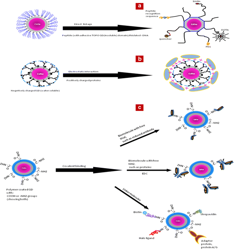 Biomolecules, Free Full-Text