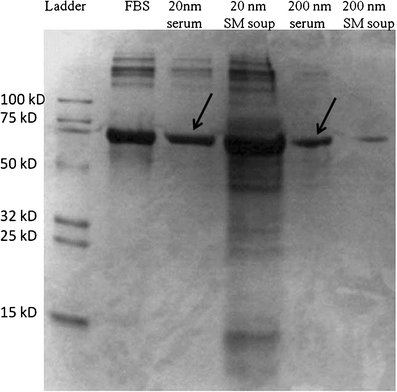 Fig. 8