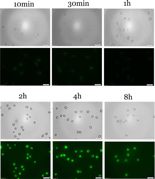 Fig. 7