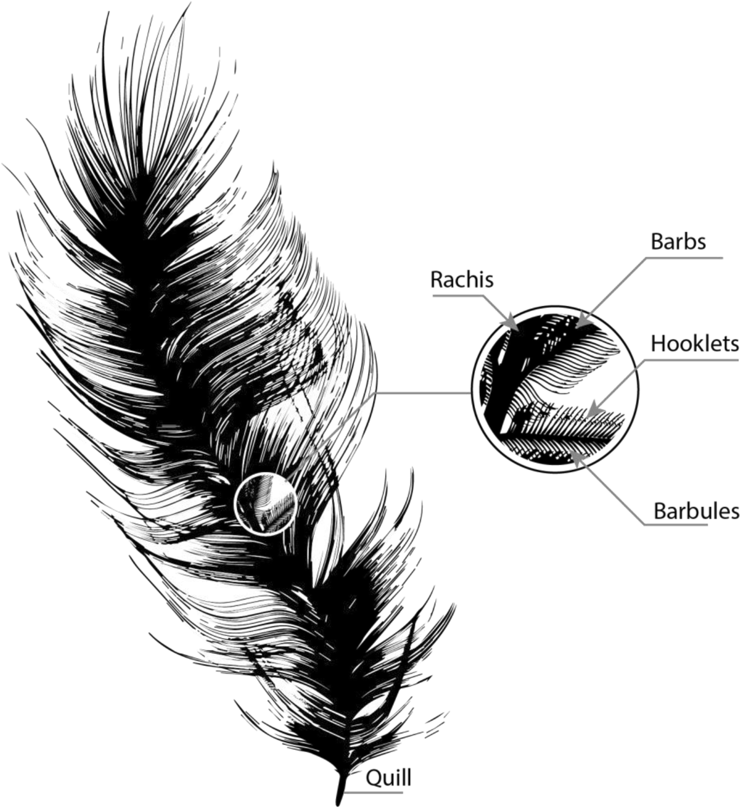 Figure 1 | Valorization of Waste Feathers in the Production of New Thermal  Insulation Materials | SpringerLink