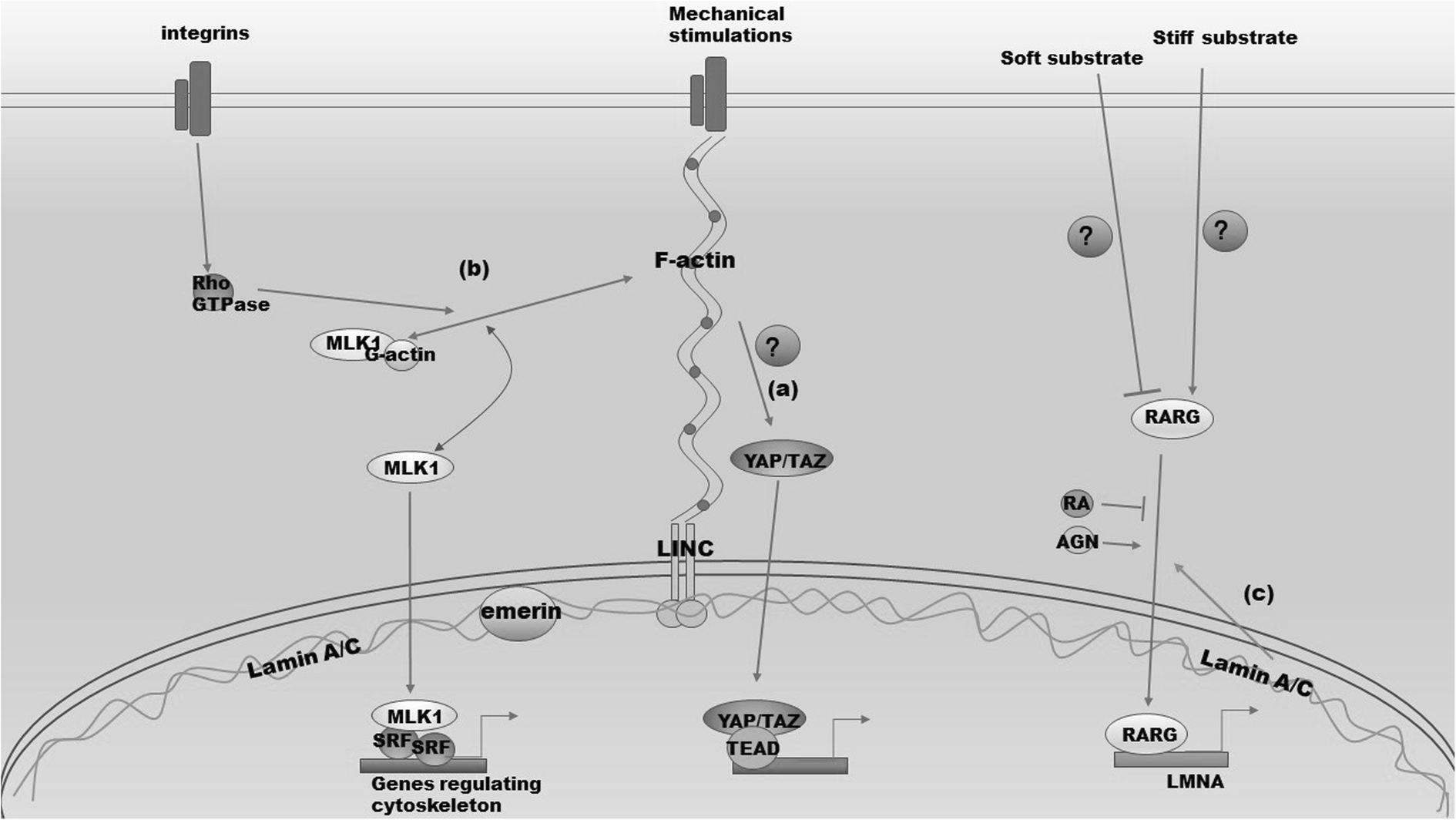 Model Of The Location Of Nuclear Lamins And Their Interaction With Download Scientific Diagram