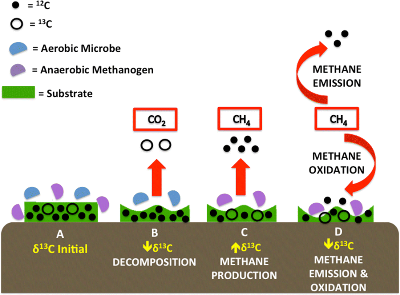 Figure 5 | Methane Cycling Contributes to Distinct Patterns in Carbon  Stable Isotopes of Wetland Detritus | SpringerLink
