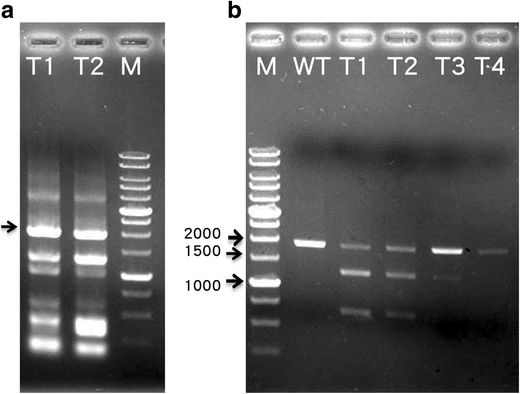 Fig. 5