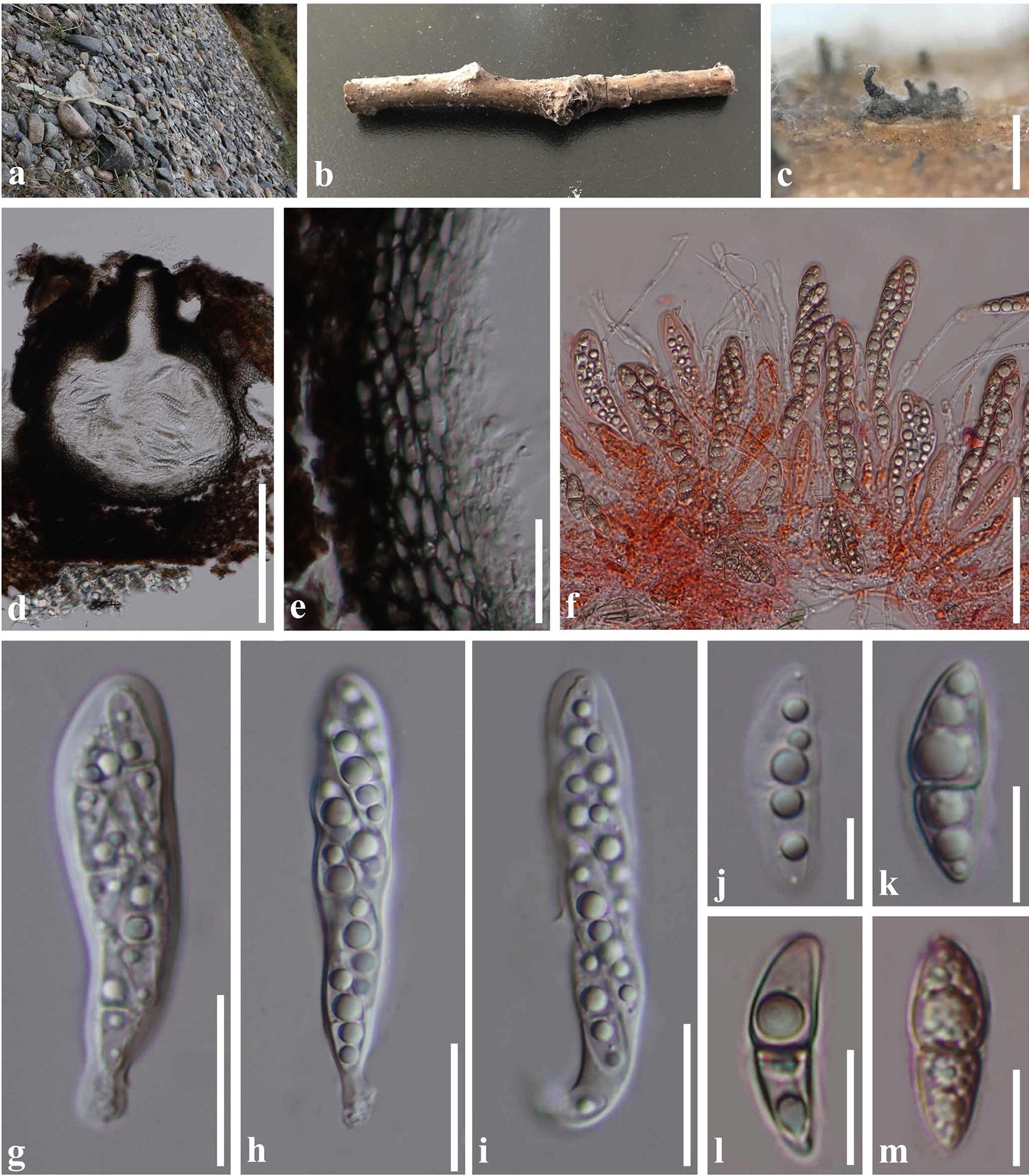 Figure 22 | Fungal diversity notes 929–1035: taxonomic and phylogenetic  contributions on genera and species of fungi | SpringerLink