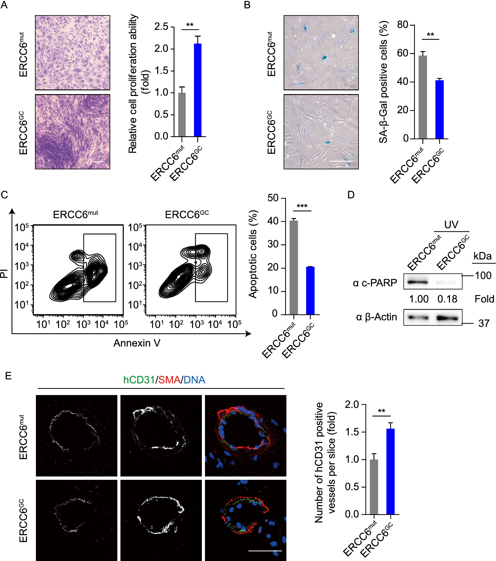 Figure 8 Rescue Of Premature Aging Defects In Cockayne Syndrome Stem Cells By Crispr Cas9 Mediated Gene Correction Springerlink
