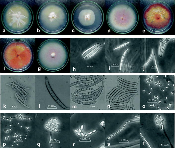 Figure 3 First Report Of Canker Disease In Dalbergia Tonkinensis Caused By Fusarium Lateritium And Fusarium Decemcellulare Springerlink