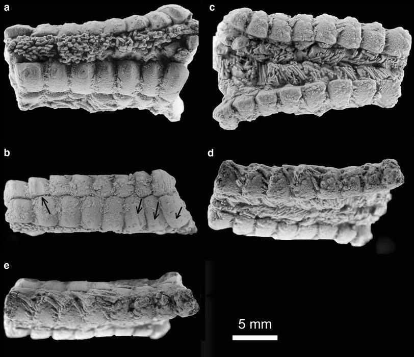 Fig. 1