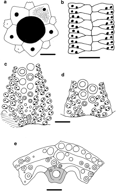 Fig. 6