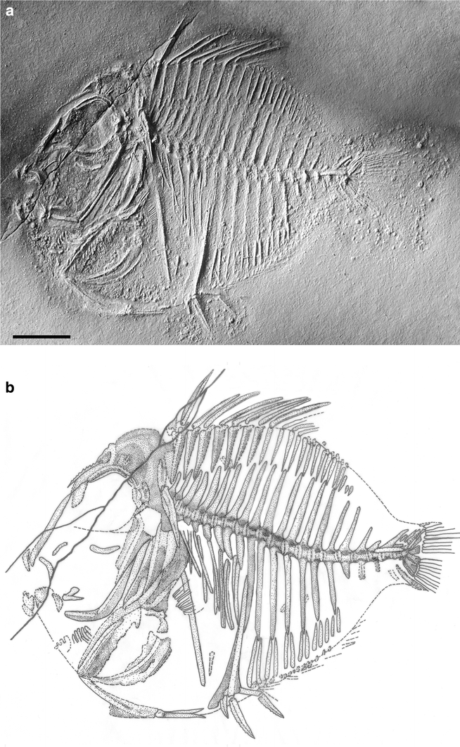 Fig. 2