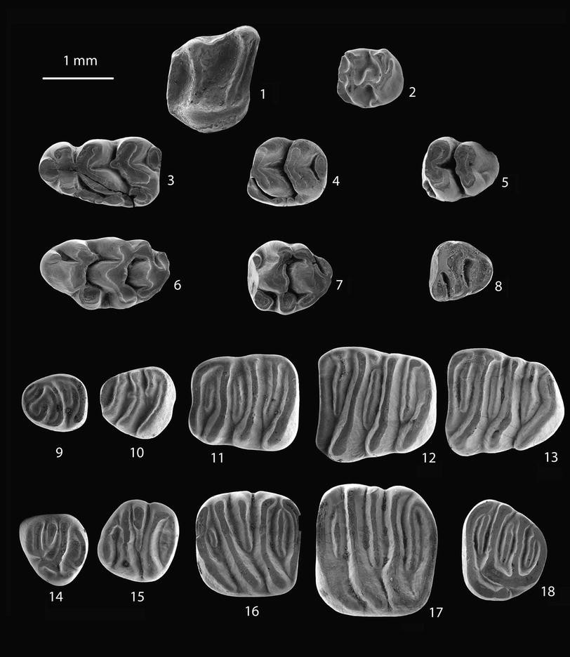 Plate 4