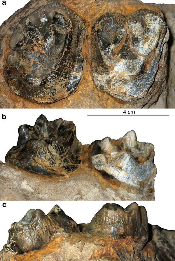 Fig. 3