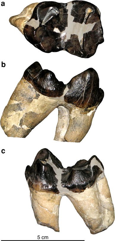 Fig. 5