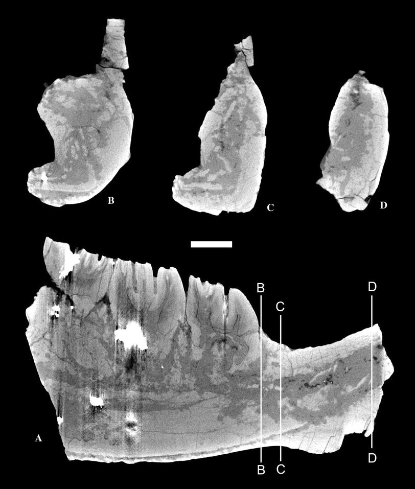 Fig. 8