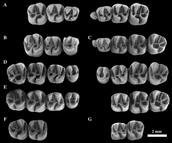 Fig. 6