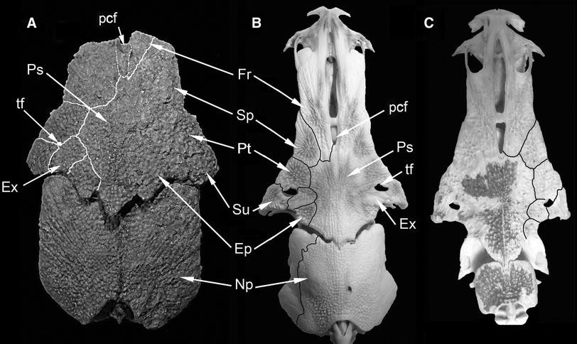 Fig. 3