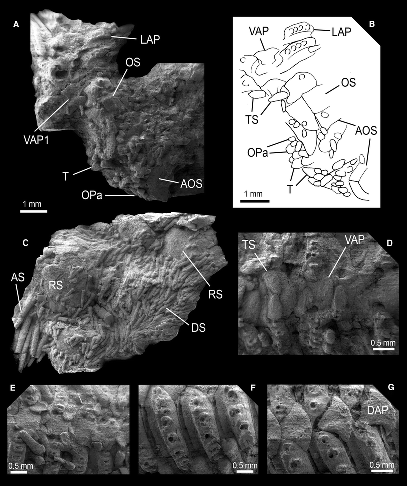 Fig. 4