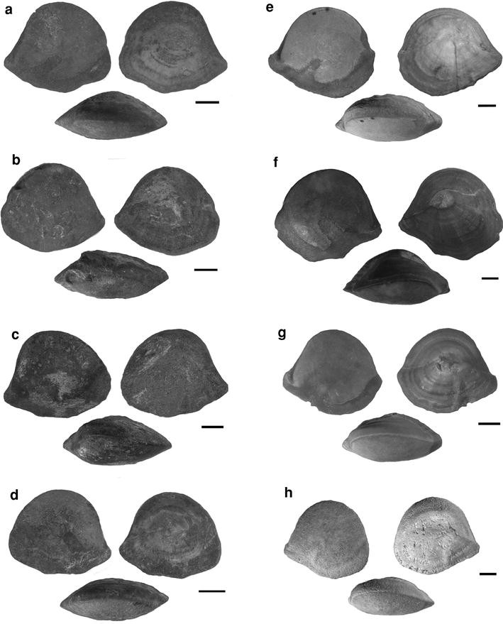 Fig. 12