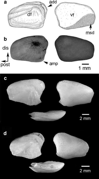 Fig. 7